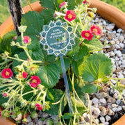 Personalised Engraved Clear Acrylic & Wooden Mother's Day Planter Stick